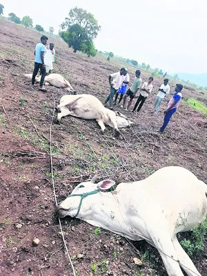 అనారో