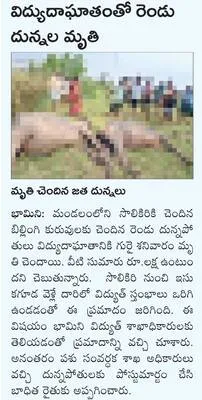 పిడుగ