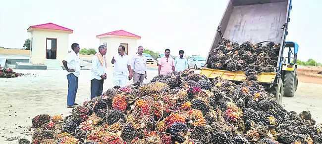 ● అయిల్‌పామ్‌ టార్గెట్‌ 6,500 ఎకరాలు ● కొత్త సాగుతో విస్తీర్ణం  19 వేల ఎకరాలకు చేరుకునే అవకాశం ● నర్మెట్ట ఫ్యాక్టరీలో త్వరలో క్రషింగ్‌ ● ఉత్పత్తులు పెంచేందుకు  ప్రత్యేక కార్యాచరణ