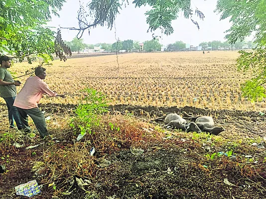 విద్యుత్ షాక్తో రెండు బర్రెలు మృతి