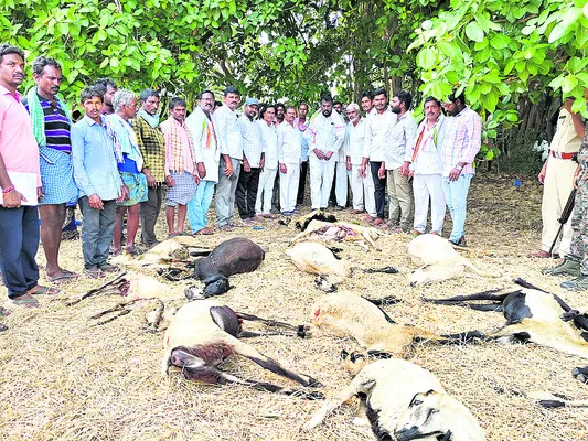 ఆగని గొర్రెల మృత్యువాత 