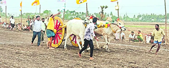 ఒంగోలు జాతి ఎడ్ల పూటీ లాగుడు పోటీలు ప్రారంభం 