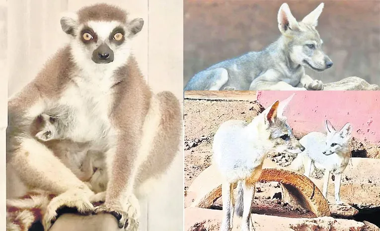 The number of wildlife in the zoo park is steadily increasing