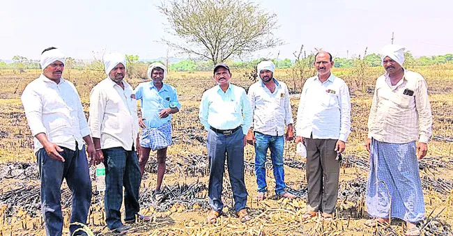 దగ్ధమైన జొన్నపంట పరిశీలన
