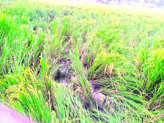 4న ఉమ్మడి చిత్తూరు జిల్లా క్రికెట్‌ జట్ల ఎంపిక