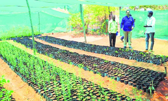 నర్సరీల నిర్వహణపై నిర్లక్ష్యం వద్దు