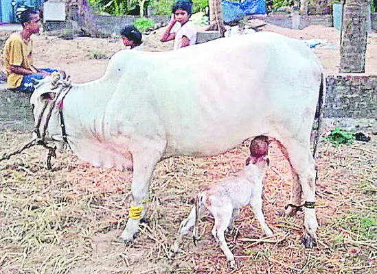 ముద్దులొలికే పొట్టిదూడ