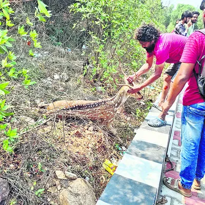 కారు ఢీకొని జింకకు గాయాలు 