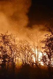 Tirumala: Fires Raging In Seshachalam Forests2