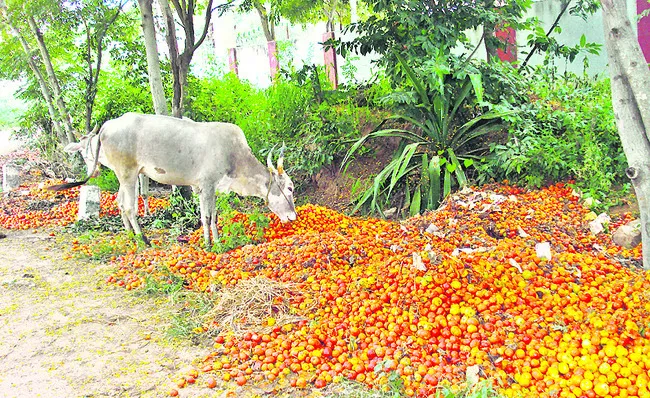 పశుగ్రాసంగా టమాటాలు 