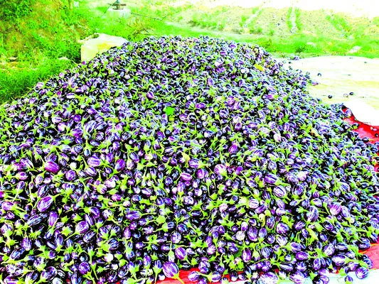 వంగపంటకు గిట్టుబాటు ధర ఏదీ.. 