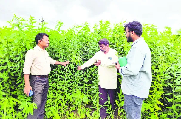 పచ్చి