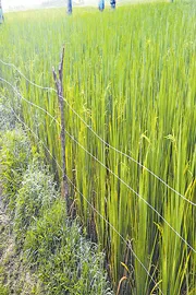 Solar Fencing Installation and Safety precautions3