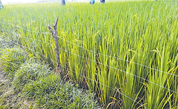 Sakshi Sagubadi: Solar Fencing Installation and Safety precautions