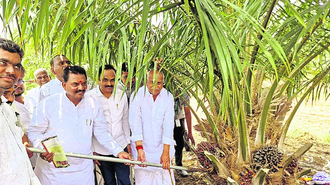 ఆయిల్పామ్ గెలల కోత షురూ..