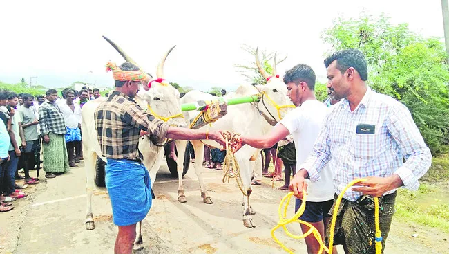 తూర్పుగోదావరి మైసూరు ఎడ్లు