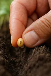 Business of Agricultural Seeds Cornerstone of Global Food Security1