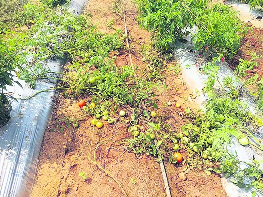 పంట మార్పిడితో అధిక దిగుబడులు