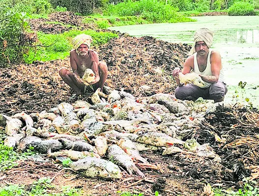 10 క్వింటాళ్ల చేపలు మృత్యువాత