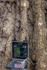 A Technology Project Gives Voice To 200-Year-Old London Plane Tree6