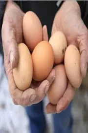 Content creator tests former bodybuilder Vince Girondas 900 egg diet2