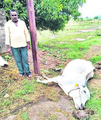 విద్యుదాఘాతంతో ఆవు మృతి