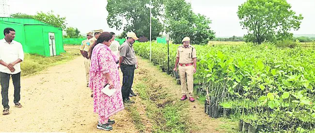 మొక్కలు సిద్ధం చేయాలి