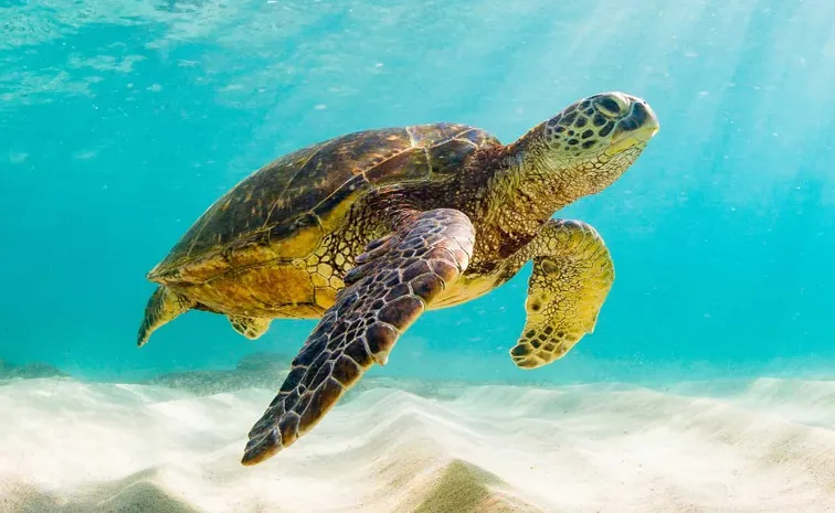World Turtle day Know History Significance