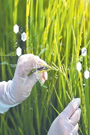 Sakshi Guest Column On Crop yield5