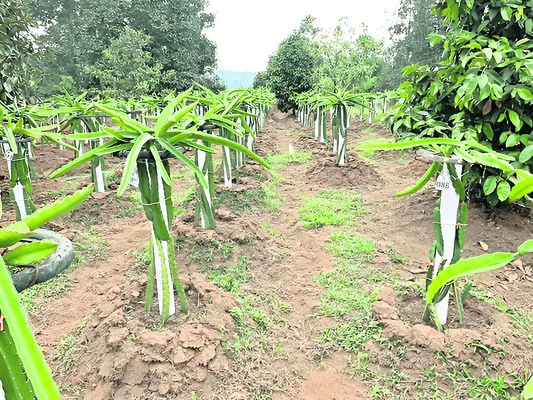 పండ్లతోటల పెంపకానికి ప్రోత్సాహం
