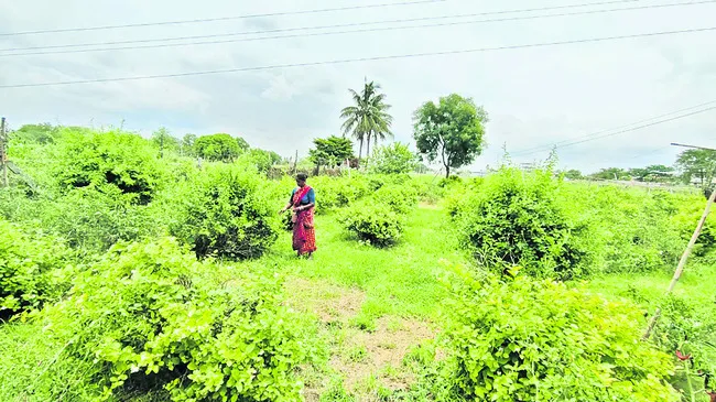 విరుల సాగుతో సిరులు 
