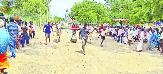 సత్తాచాటిన బసినేపల్లె ఎడ్లు 