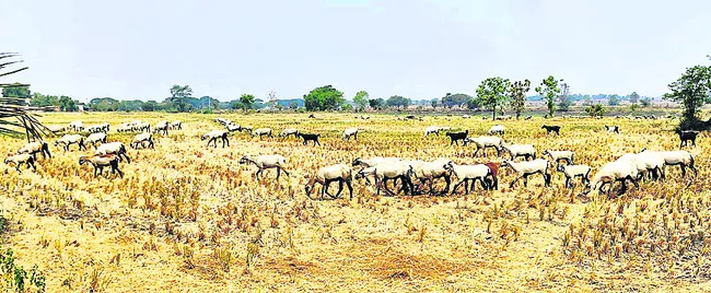 రైతుల సేంద్రియ బాట