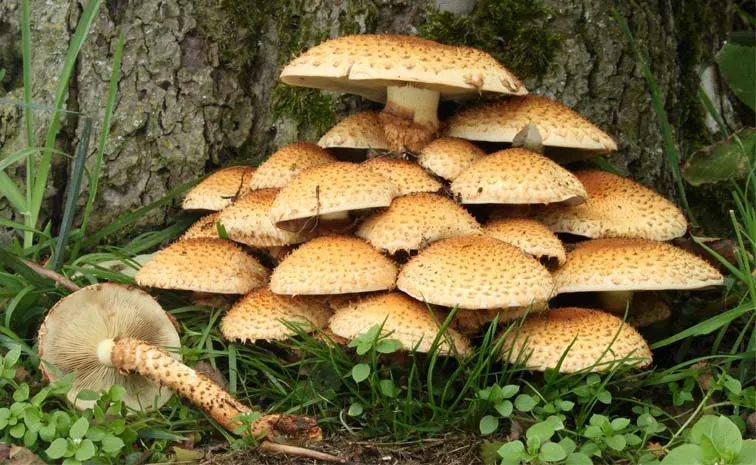 Ten wild edible mushrooms collected by tribals 1