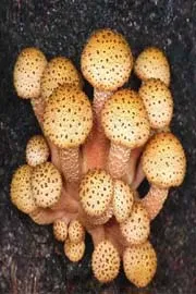 Ten wild edible mushrooms collected by tribals 1