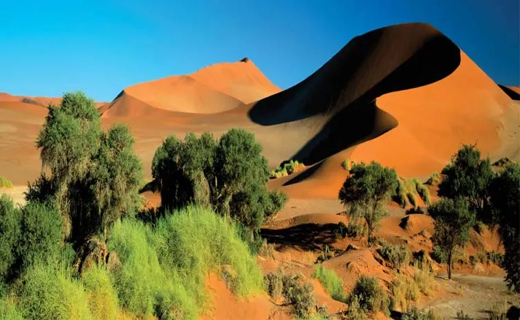 key facts about Africas Namib Desert Welwitschia Plains1