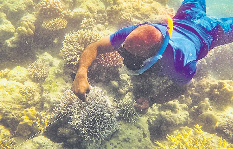 Platypus representatives are fighting to protect coral reefs