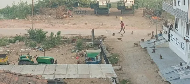 పట్టణంలో కోతులు.. ప్రజలకు తిప్పలు