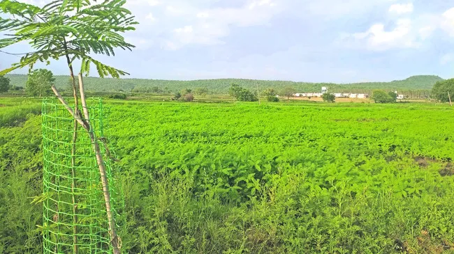 రైతుపై పచ్చిరొట్ట భారం