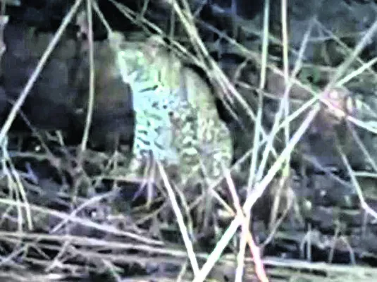 చిరుత