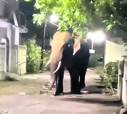 సరిహద్దులో ఏనుగుల సంచారం
