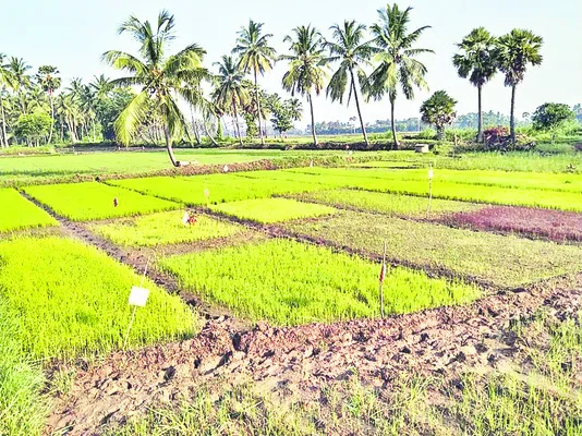 బలసిర