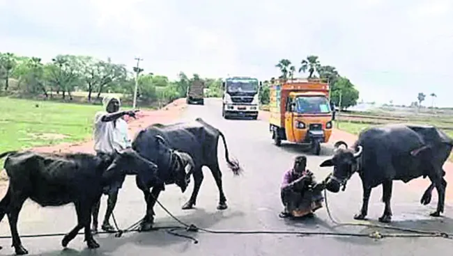 పశువులకు నీటి గోస