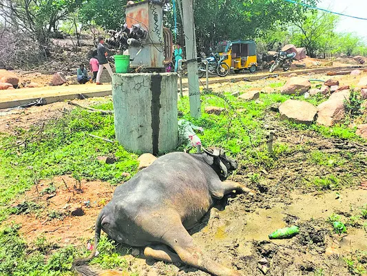 విద్యుదాఘాతంతో గేదెలు మృతి