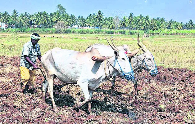 కౌలు రైతుల కంటకన్నీరు..!