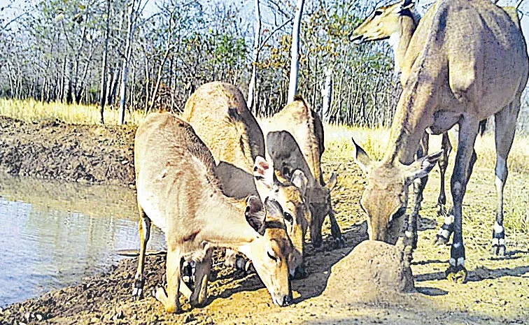 Animals increasing in Kawwal forests