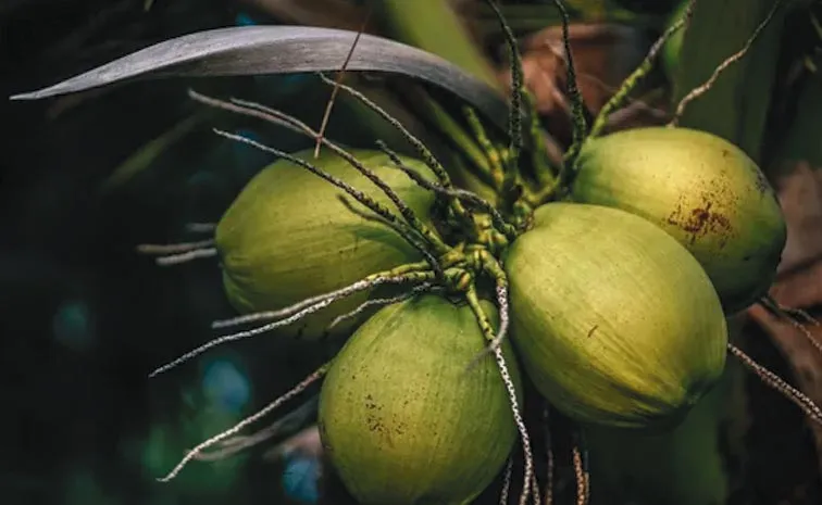 Coconut prices skyrocket amidst production slump