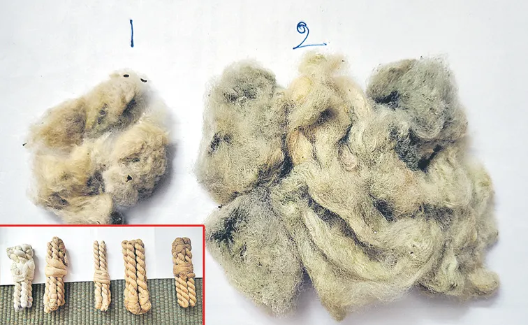 Sagubadi: Natural cotton yarns that provide cotton in colors