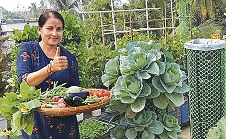 Terrace gardening seeds distribution new trend