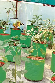 Terrace gardening seeds distribution new trend4